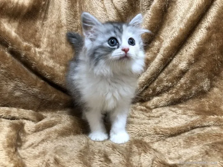 ID:2107-00376の子猫