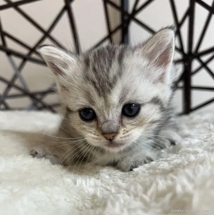 ID:2211-00529の子猫
