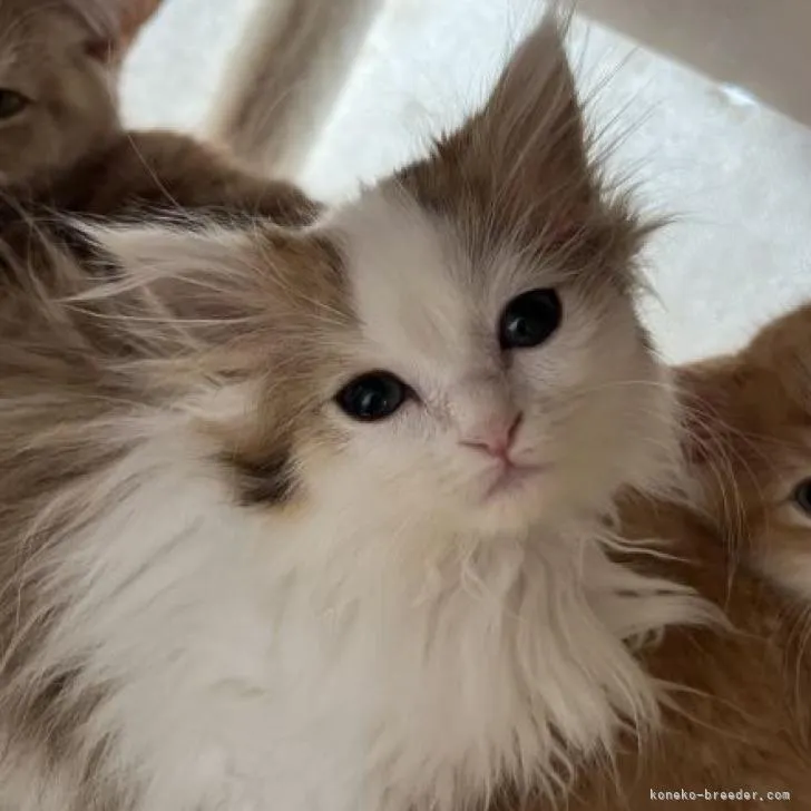 ID:2209-02603の子猫