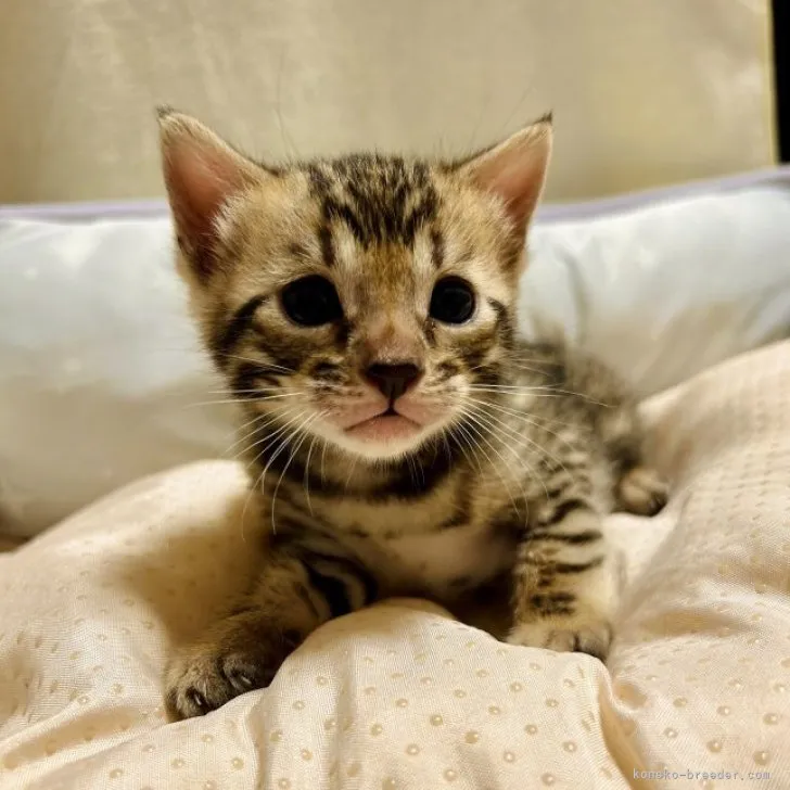 ともこ 様のお迎えした子猫