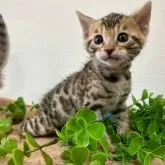 ベンガル