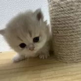 ブリティッシュロングヘア