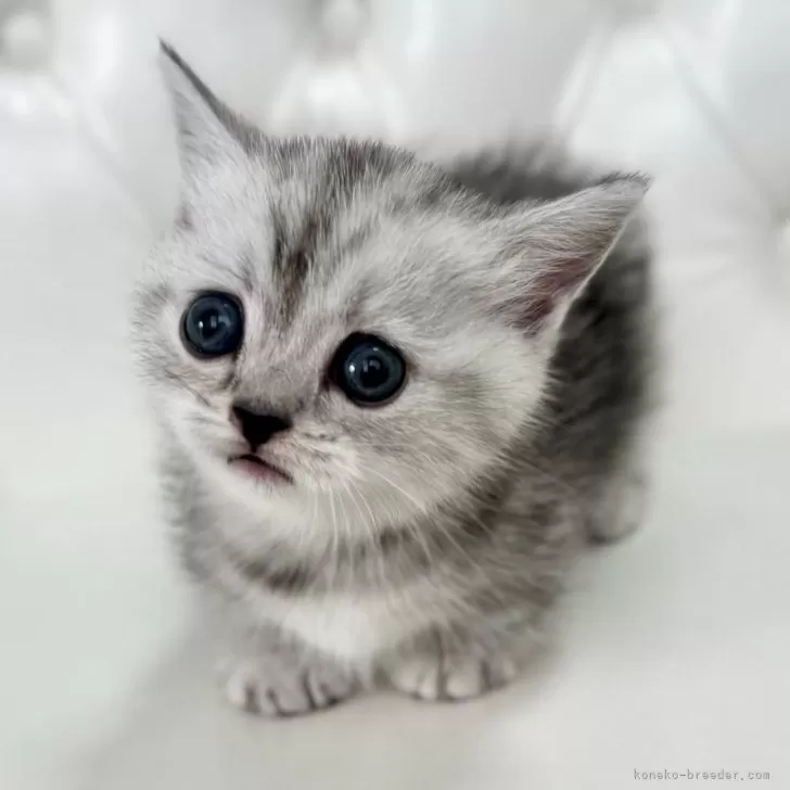 ID:2411-00116の子猫