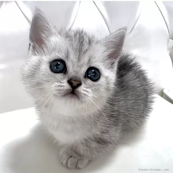 ID:2411-00115の子猫
