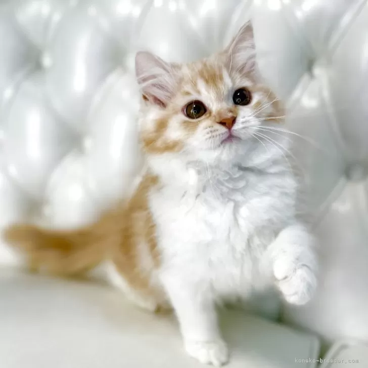 A.O 様のお迎えした子猫