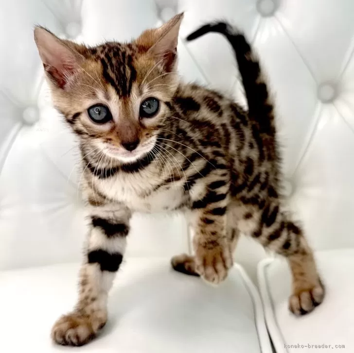N.K 様のお迎えした子猫