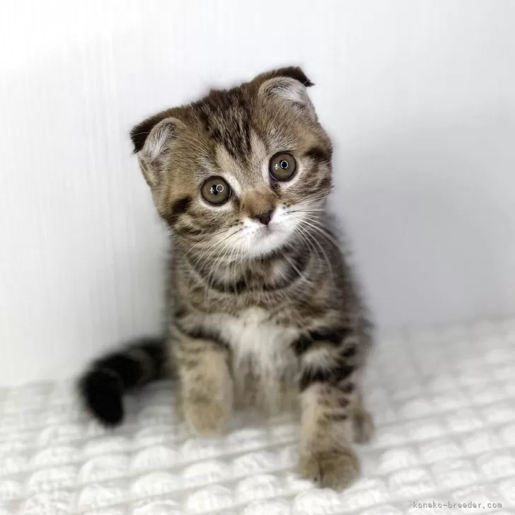 N 様のお迎えした子猫