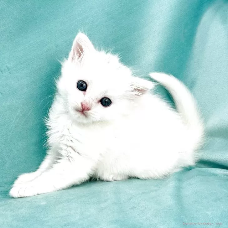 M.Y 様のお迎えした子猫