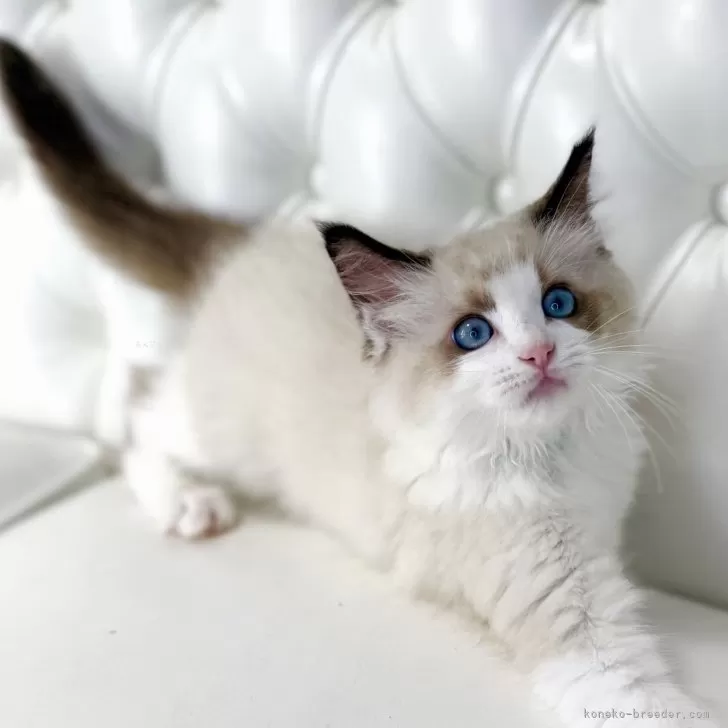 まるまる 様のお迎えした子猫