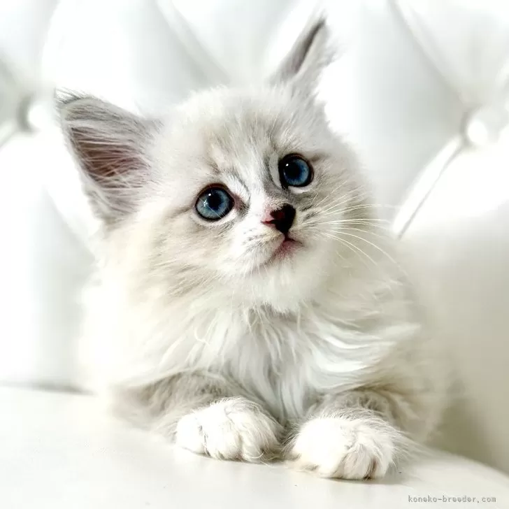 K.S 様のお迎えした子猫