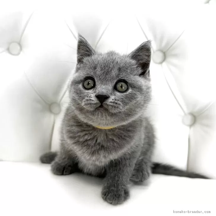 ID:2504-00481の子猫