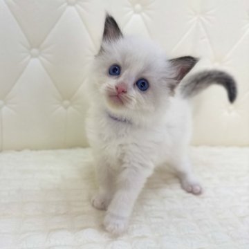 ラグドール【鹿児島県・男の子・2025年9月16日・シールポイントバイカラー(ロング)】の写真「🪻とても活発で元気な子❣️モフモフに成長中!」