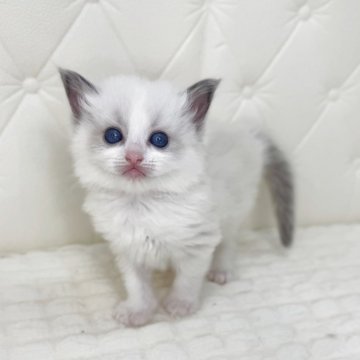 ラグドール【鹿児島県・女の子・2025年9月16日・ブルーポイントバイカラー(ロング)】の写真「🩷とっても可愛いお顔モフモフさんです🎶」