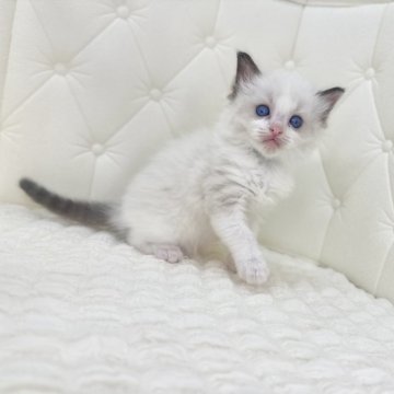 ラグドール【鹿児島県・男の子・2025年9月16日・シールポイントバイカラー(ロング)】の写真「🩵可愛い顔してますが男の子ですよ🤭🐾」