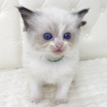 ラグドール【鹿児島県・男の子・2025年9月16日・シールポイントバイカラー(ロング)】の写真「🟢動きが早くまるでおもちゃみたいな可愛さです♡」