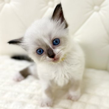 ラグドール【鹿児島県・男の子・2025年9月16日・シールポイントミテッド(ロング)】の写真「🟡よくお喋りする男の子♫すぐ寄ってきてくれます」