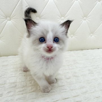 ラグドール【鹿児島県・女の子・2025年9月16日・シールポイントバイカラー(ロング)】の写真「🔴兄妹みんな可愛いです💕よく遊ぶ子です♫」