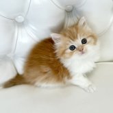 スコティッシュフォールド(立ち耳)
