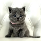 ブリティッシュショートヘア