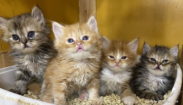 サイベリアンの子猫たち｜尾崎　直人(おざき　なおと)ブリーダー(福岡県・ブリティッシュショートヘアなど・ZCC登録)の紹介写真5