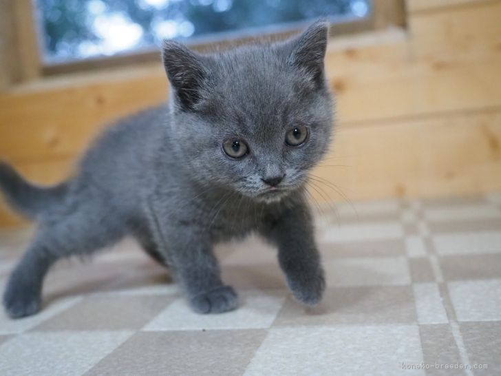 ブリティッシュショートヘアの赤ちゃん｜尾崎　直人(おざき　なおと)ブリーダー(福岡県・ブリティッシュショートヘアなど・ZCC登録)の紹介写真9