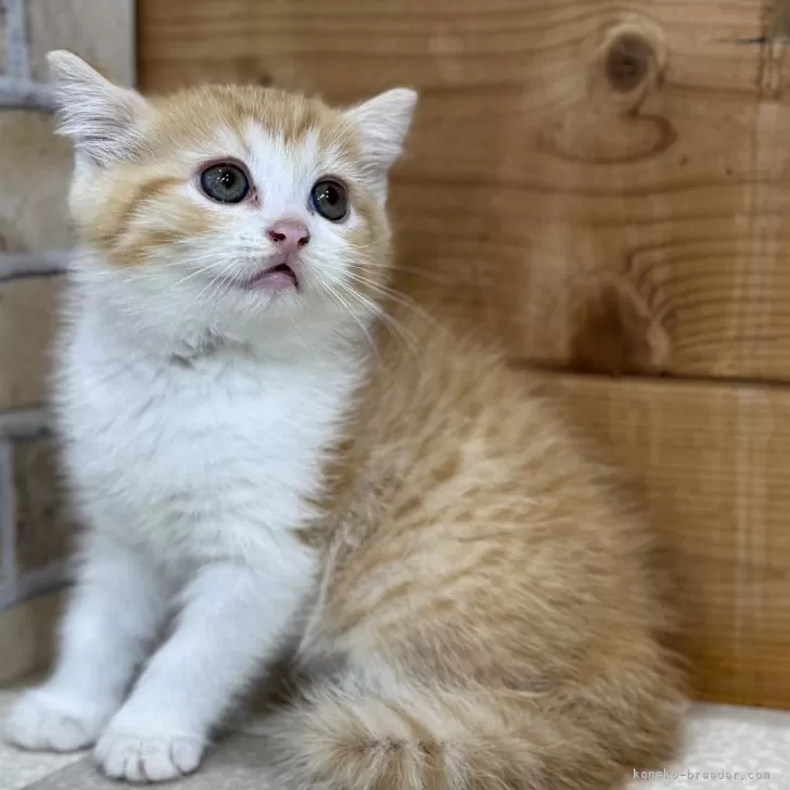 ID:2409-01967の子猫