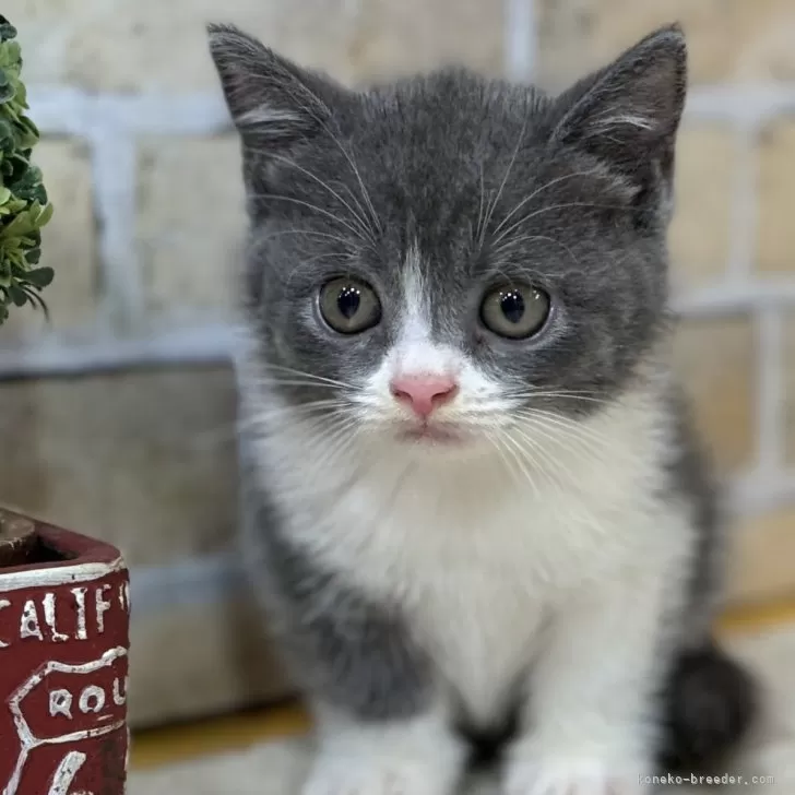 Y.K 様のお迎えした子猫