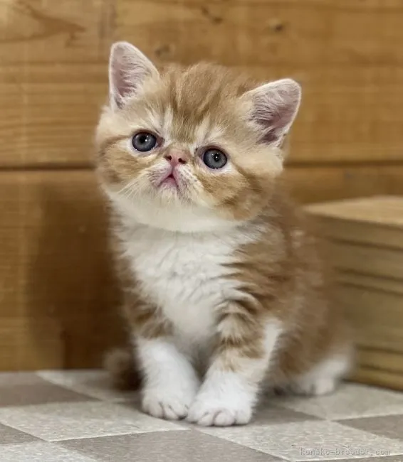 ID:2206-00449の子猫