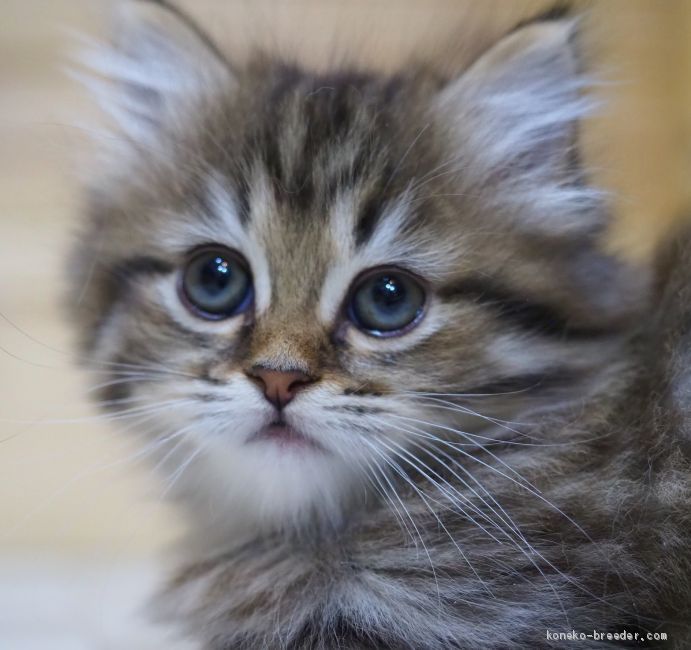 尾崎直人ブリーダーの評価一覧 口コミ 評判 全猫種 みんなの子猫ブリーダー