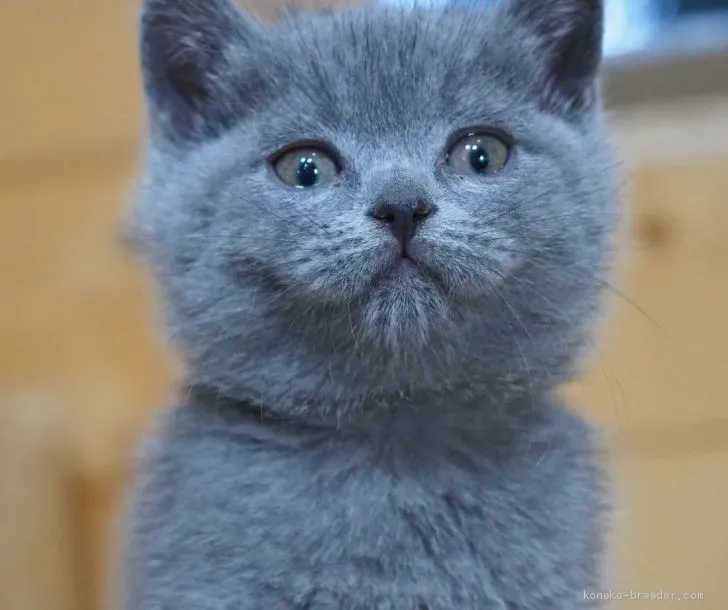 ミシェル 様のお迎えした子猫