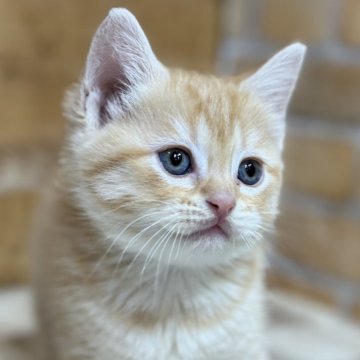 マンチカン(長足)【福岡県・男の子・2023年11月8日・レッドタビー】の写真「好奇心が旺盛で人懐っこい」