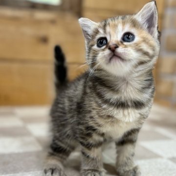 マンチカン【福岡県・女の子・2024年4月4日・ブラウンタビー】の写真「穏やかで可愛い顔をした女の子」