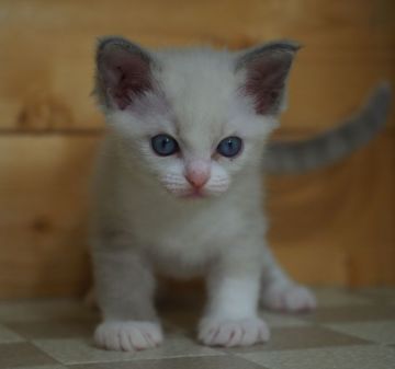 ラグドール【福岡県・女の子・2020年5月5日・ブルーポイントバイカラー】の写真「目鼻立ちすっきりの甘えっ子。」