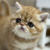 エキゾチックショートヘア
