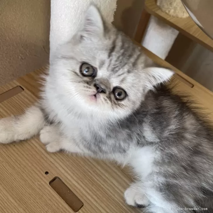 ID:2409-03245の子猫