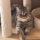 エキゾチックショートヘア