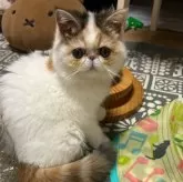 エキゾチックショートヘア