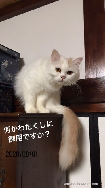 千葉】須田 真由(すだ まゆ)ブリーダー｜みんなの子猫ブリーダー