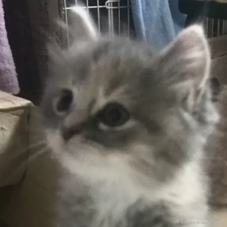 ID:2401-01328の子猫