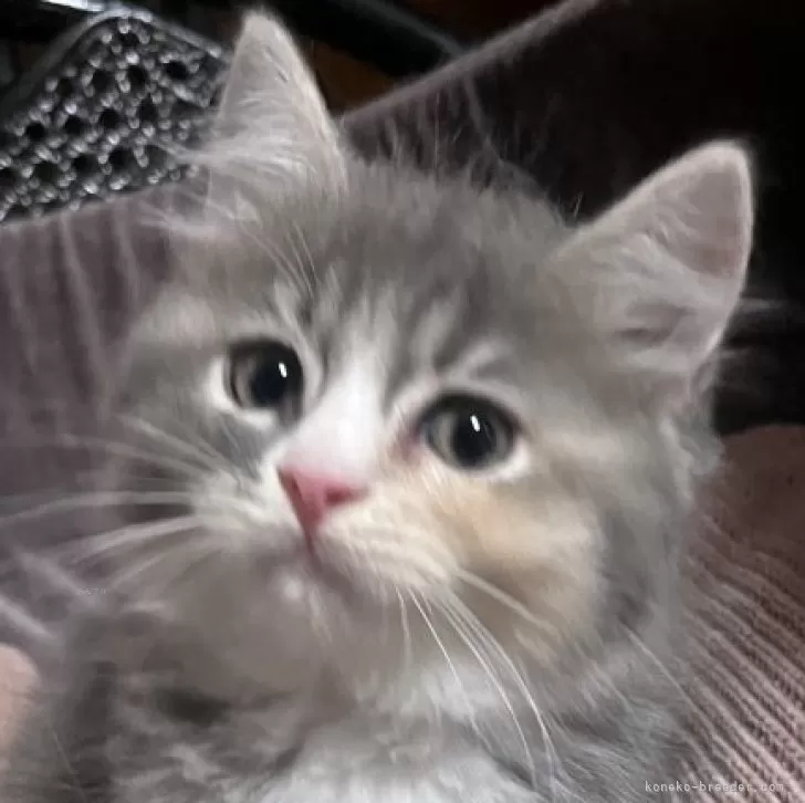 ID:2409-02265の子猫