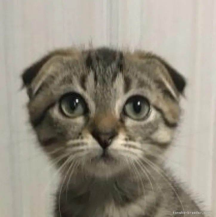 ID:2304-03246の子猫