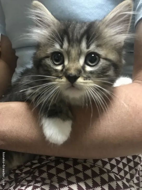 ID:2106-01418の子猫