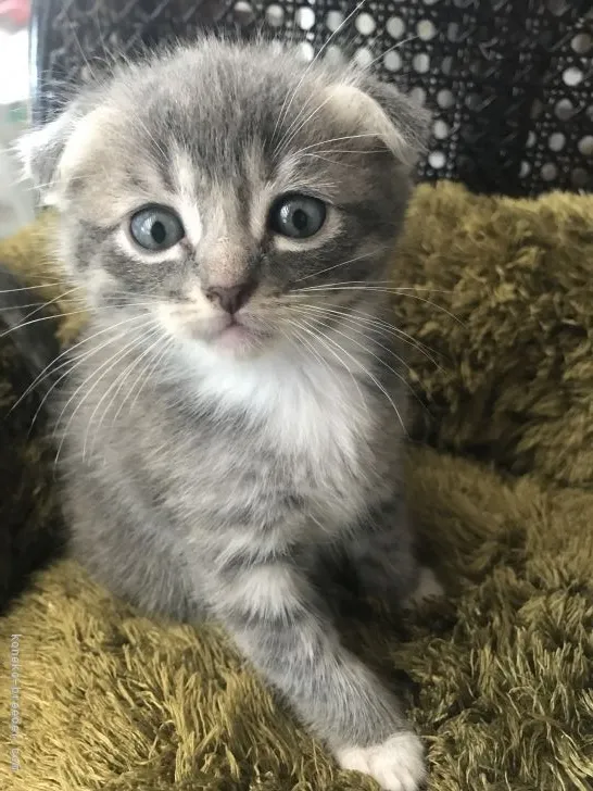 ID:2106-01423の子猫