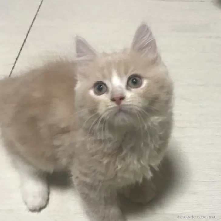 おねこさん 様のお迎えした子猫