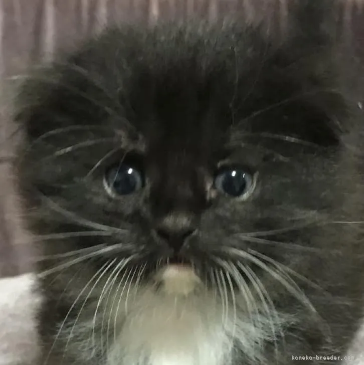 ID:2212-00160の子猫