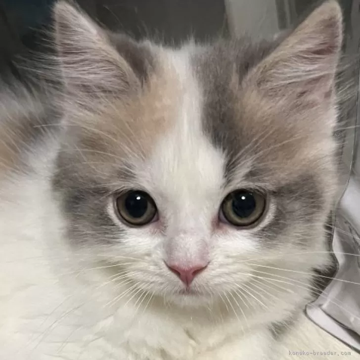 ID：2409-02536の子猫