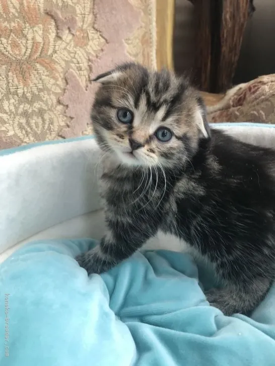 ID:2104-01053の子猫