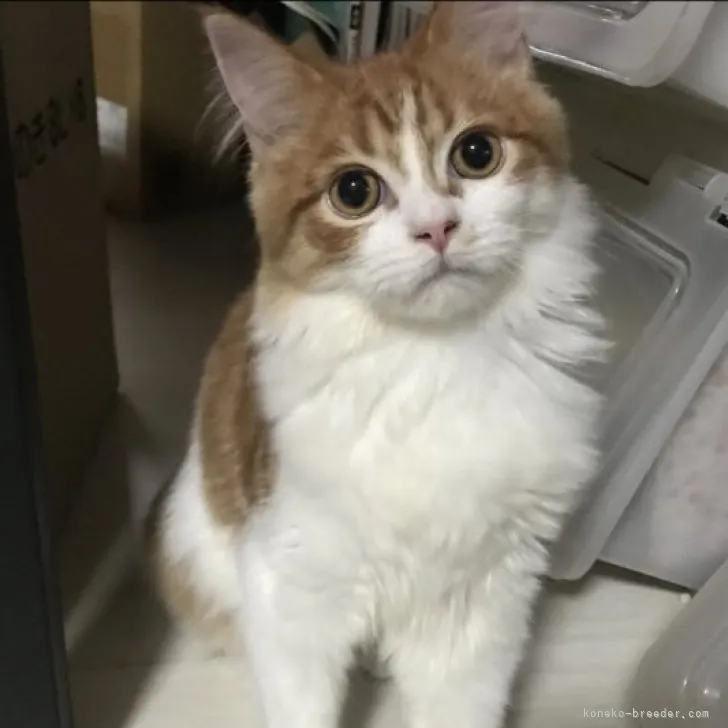 ID:2305-02839の子猫