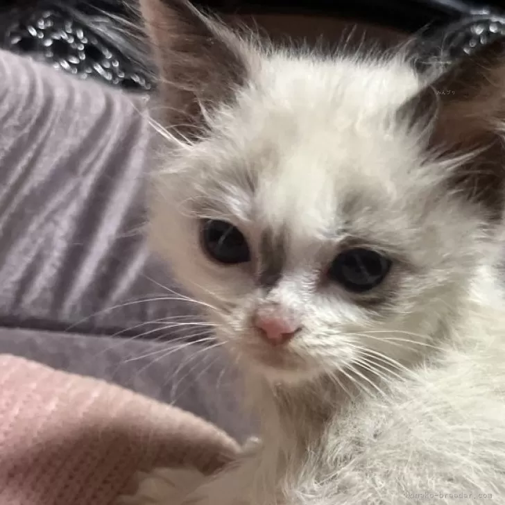 ID:2412-01027の子猫