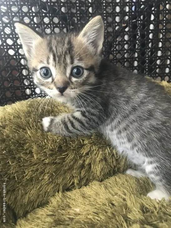 ID:2106-01570の子猫